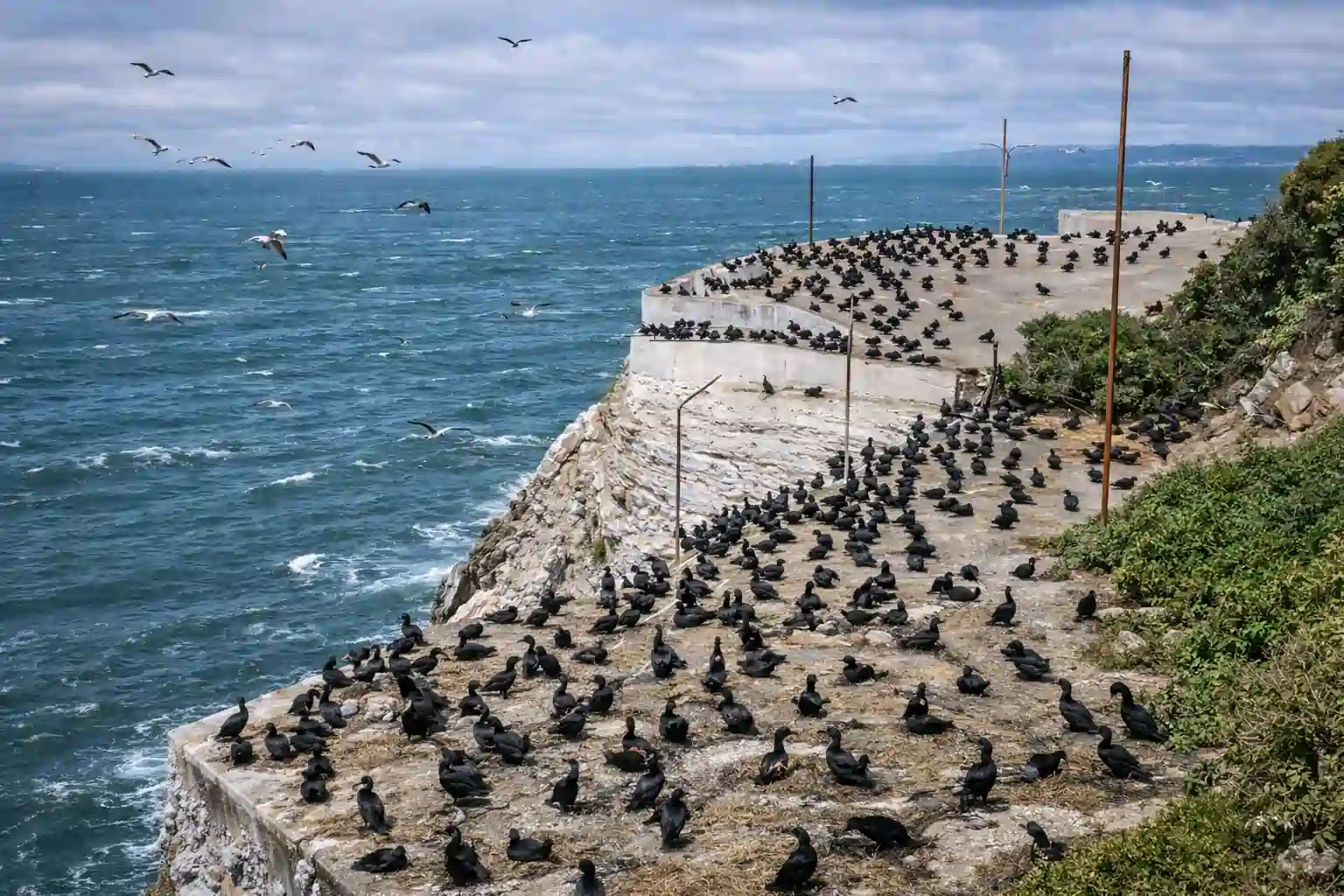alcatraz is ideal for birdwatching