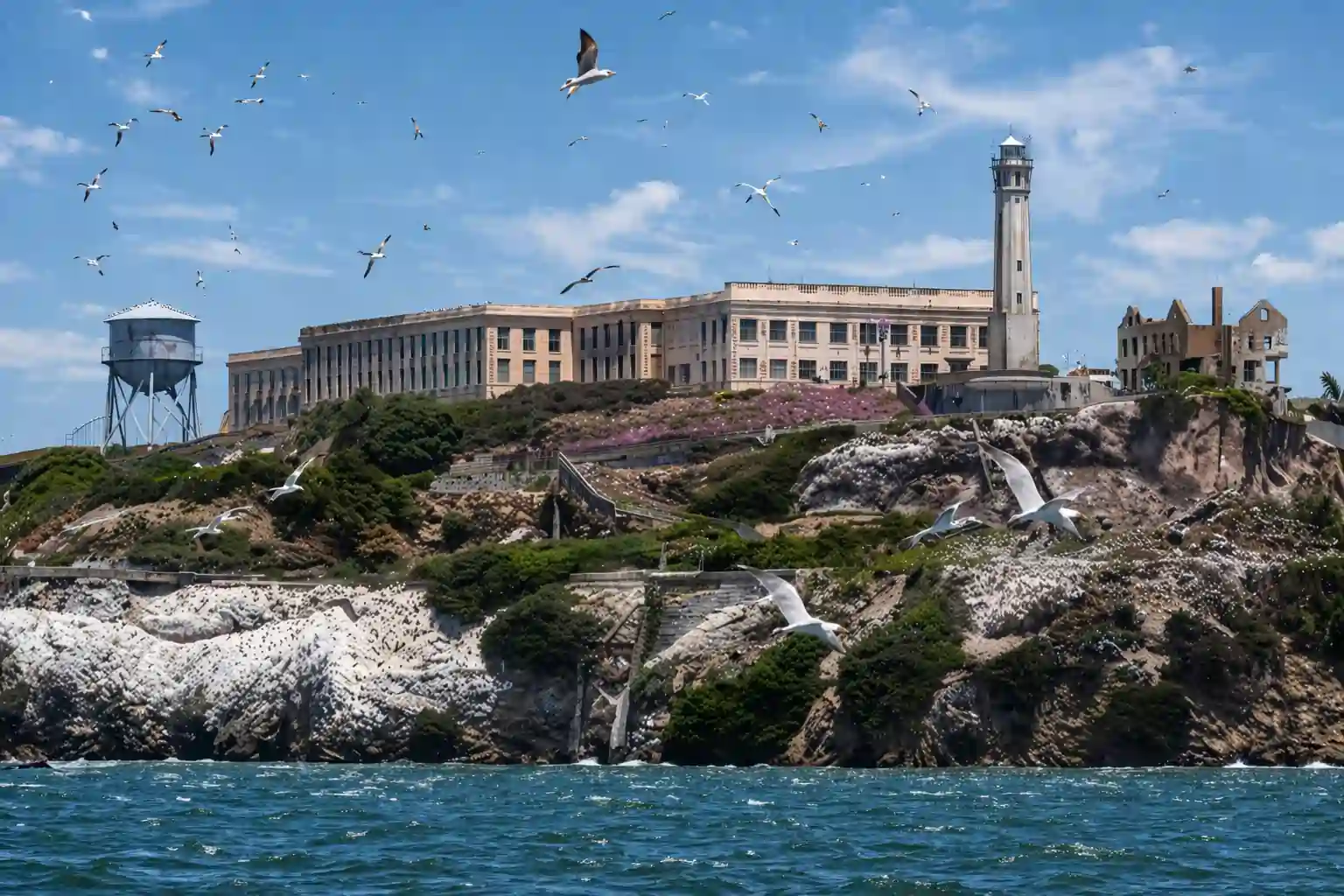Alcatraz Seabird Colony: What Your Ticket Includes Beyond the Prison