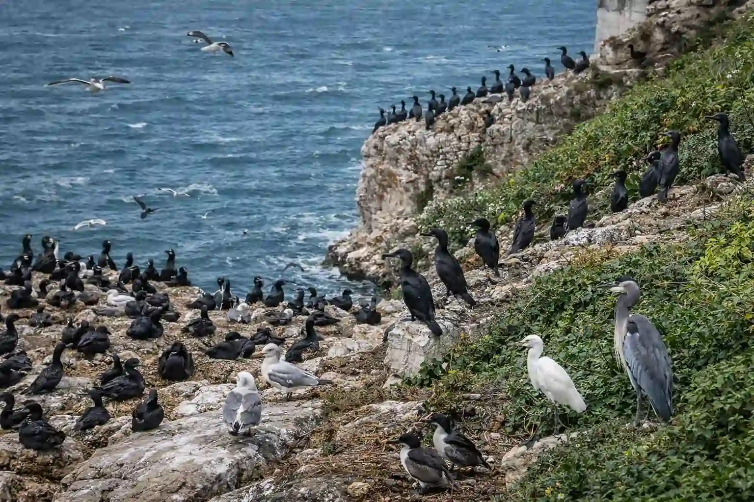 birds you are most likely to see